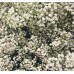Гипсофила Gypsophila paniculata – Саксийни и градински цветя