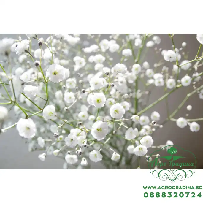 Гипсофила Gypsophila paniculata
