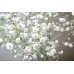 Гипсофила Gypsophila paniculata – Саксийни и градински цветя