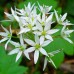 Левурда / Allium ursinum