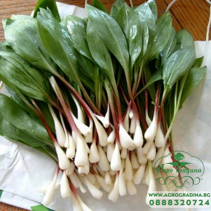 Левурда Allium ursinum Левурда Allium ursinum
