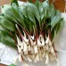 Левурда Allium ursinum – Ароматни Подправки