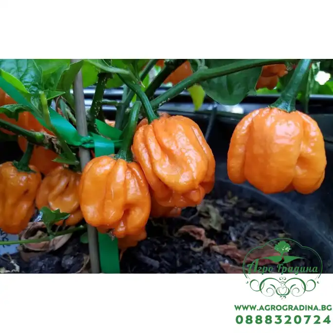 Люти чушки Скоч Бонет Scotch Bonnet