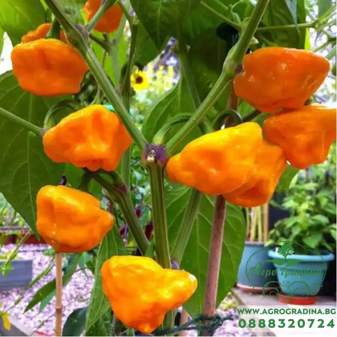 Люти чушки Скоч Бонет Scotch Bonnet
