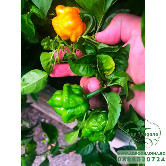 Люти чушки Скоч Бонет Scotch Bonnet