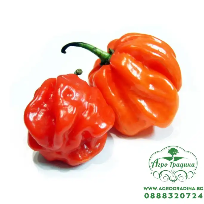 Люти чушки Скоч Бонет Scotch Bonnet