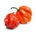 Люти чушки Скоч Бонет / Scotch Bonnet