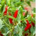 Люти чушки Табаско Tabasco