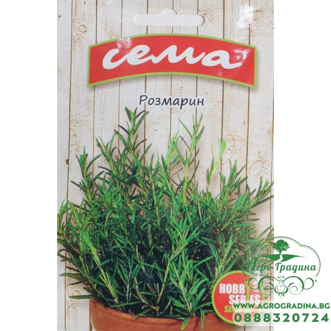 Розмарин Rosmarinus officinalis Розмарин Rosmarinus officinalis