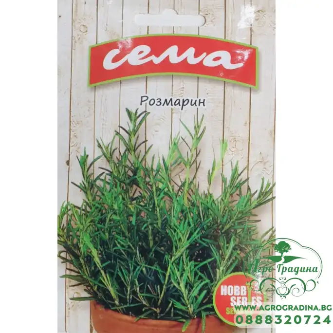 Розмарин Rosmarinus officinalis