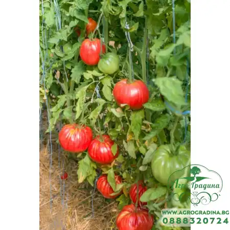 Домати Белмонте F1