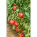Домати Белмонте F1