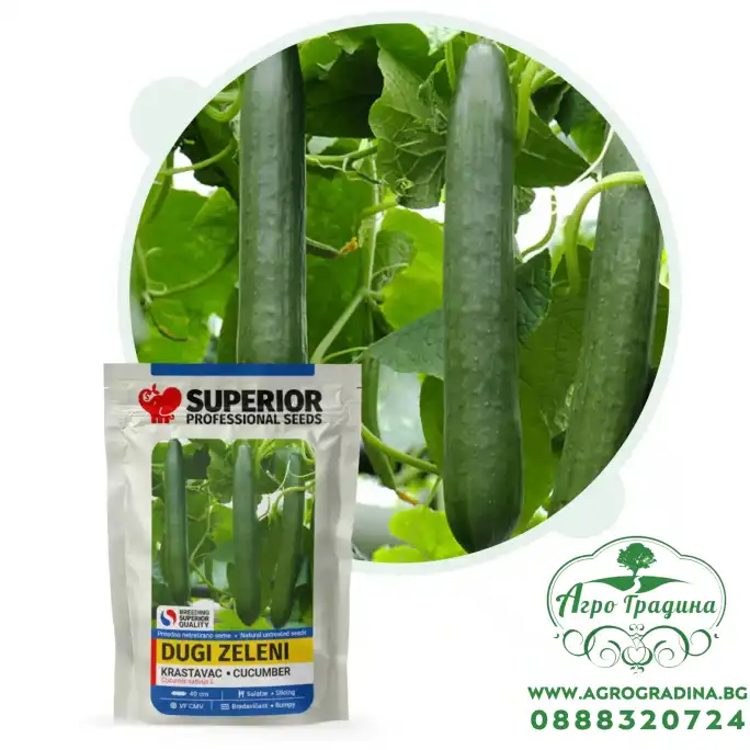 Китайска дълга краставица (Чайна Лонг)