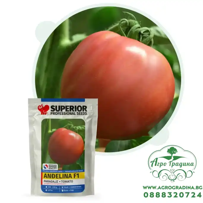 Домат Анджелина F1 - джинка