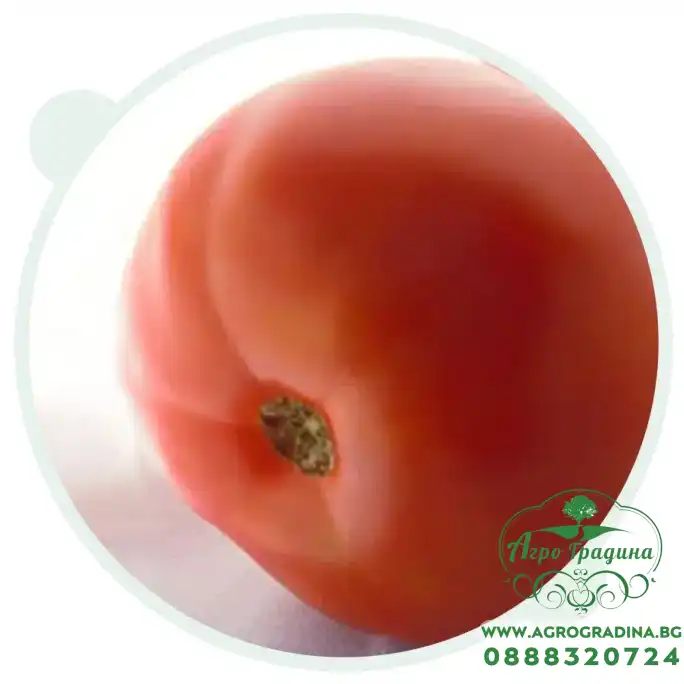 Домат Супер Бийф F1