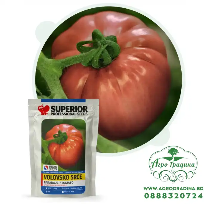 Домат Воловско сърце
