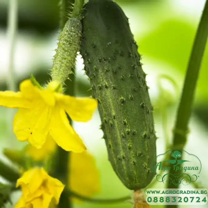 Корнишони Реал F1