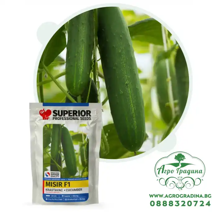 Краставици Мисир F1 Краставици Мисир F1