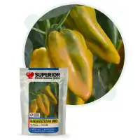 Пипер Оранжево ухо