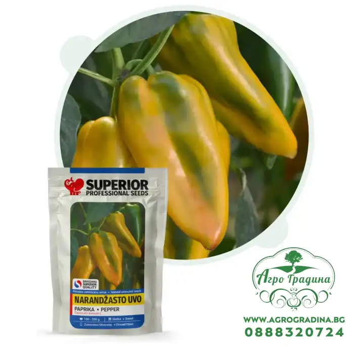 Пипер Оранжево ухо Пипер Оранжево ухо