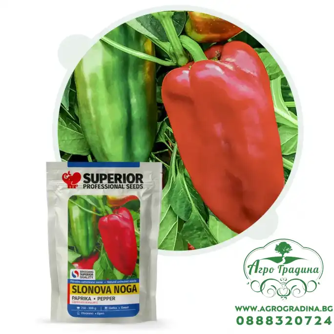 Пипер Слонов крак Слонова Нога Пипер Слонов крак Слонова Нога