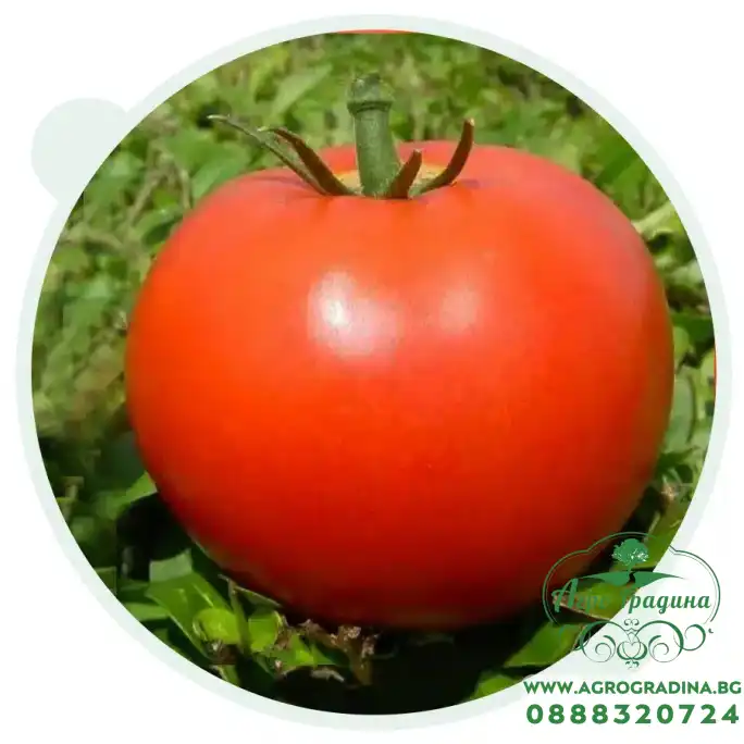 Домати Фантом F1 Домати Фантом F1