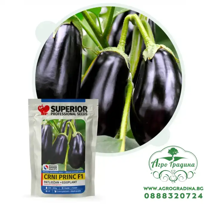 Патладжан Черен принц F1