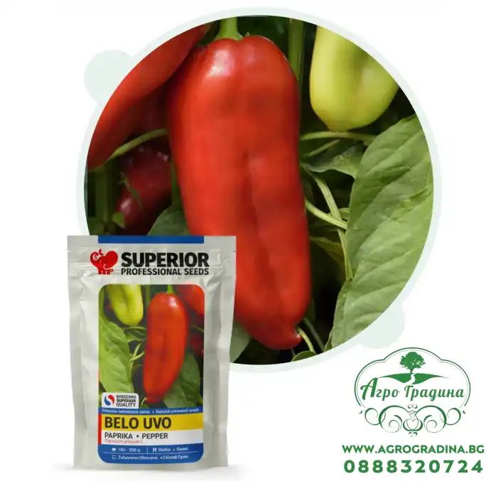 Пипер Бело ухо Пипер Бело ухо