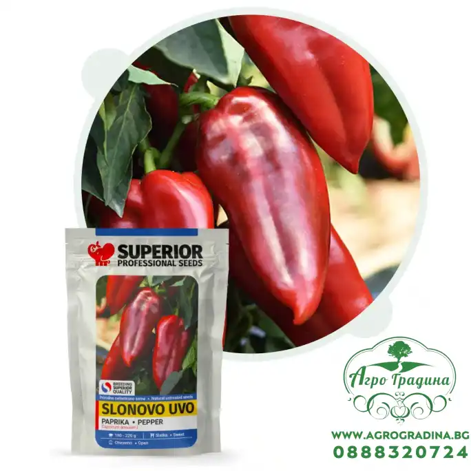 Пипер Слоново ухо Пипер Слоново ухо