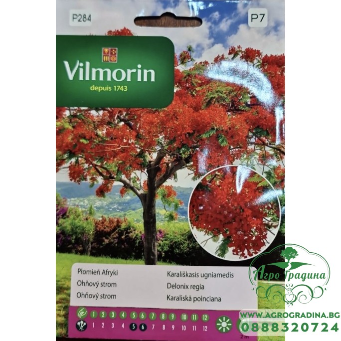 Огнено дърво Delonix regia Огнено дърво Delonix regia