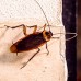 Зиг Заг Blatticida - за борба с пълзящи насекоми, хлебарки и мравки