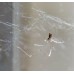Зиг Заг MagnaTela - против паяци и образуване на паяжини