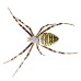 Зиг Заг MagnaTela - против паяци и образуване на паяжини