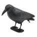 Стоящ гарван за отблъскване на птици - 38 х 20 см