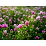 Червена детелина