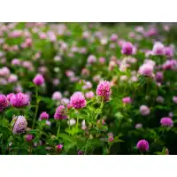 Червена детелина