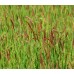 Червена Власатка Максима 1 Festuca rubra Maxima 1