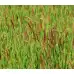 Червена Власатка Максима 1 Festuca rubra Maxima 1