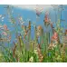 Червена Власатка Максима 1 Festuca rubra Maxima 1