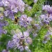 Фацелия / Phacelia tanacetifolia