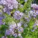 Фацелия / Phacelia tanacetifolia