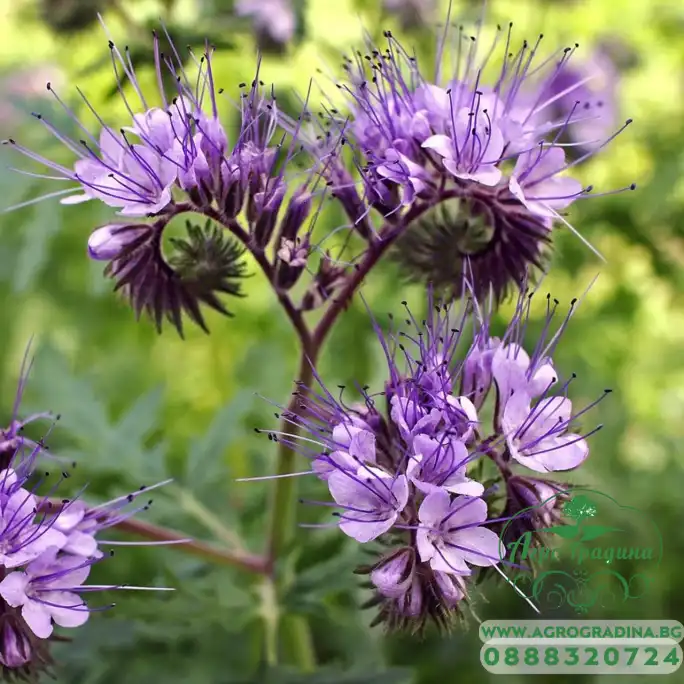 Фацелия Phacelia tanacetifolia