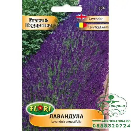 Лавандула Lavandula angustifolia