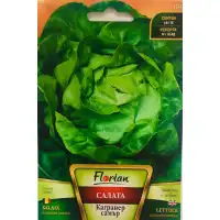 Салата Кагранер самър (тип Зимна Маслена Глава)