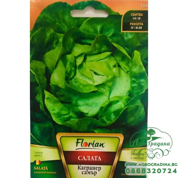 Салата Кагранер самър (тип Зимна Маслена Глава)