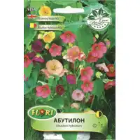 Абутилон (Стаен клен) микс Abutilon hybridum mix