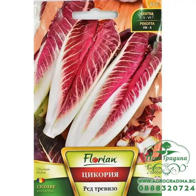Цикория Продълговата