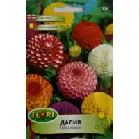 Далия Помпон (Гергина)