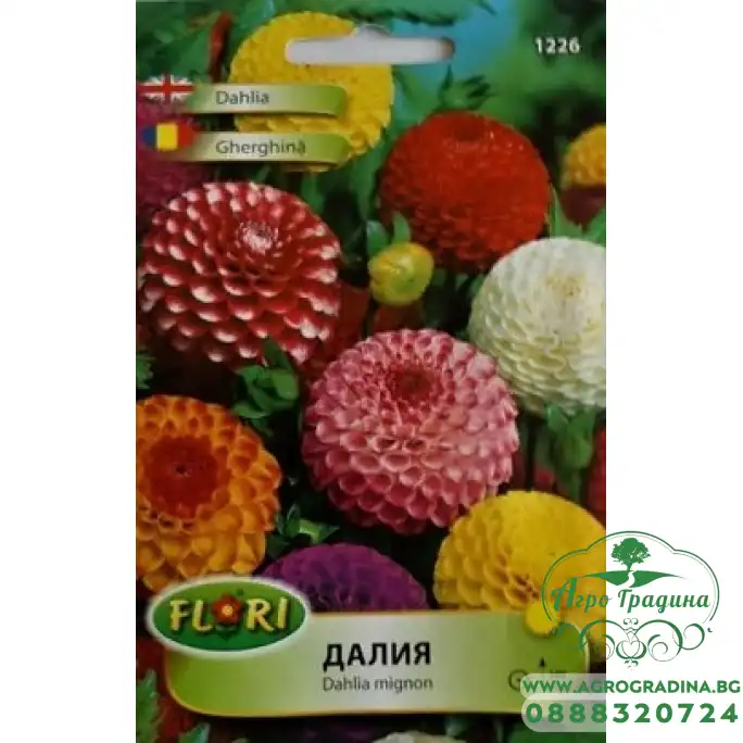 Далия Помпон (Гергина) Далия Помпон (Гергина)