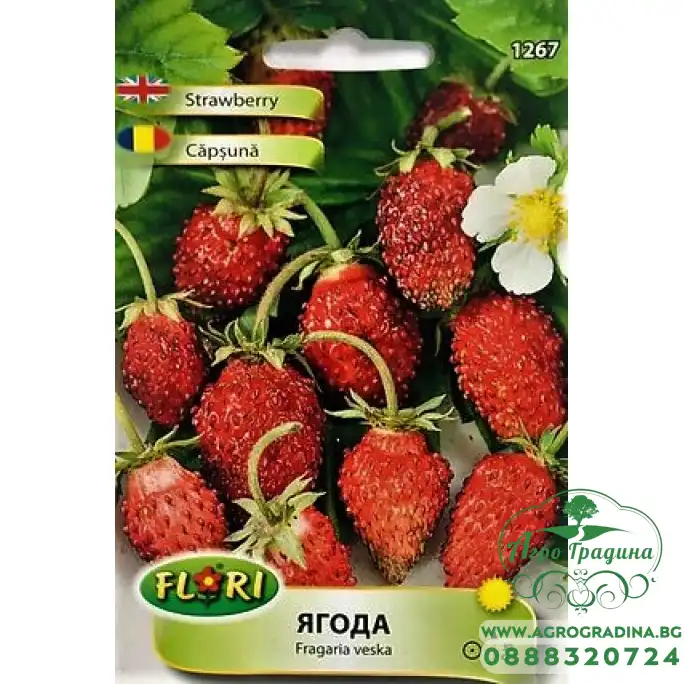 Декоративни Ягода Fragaria × ananassa